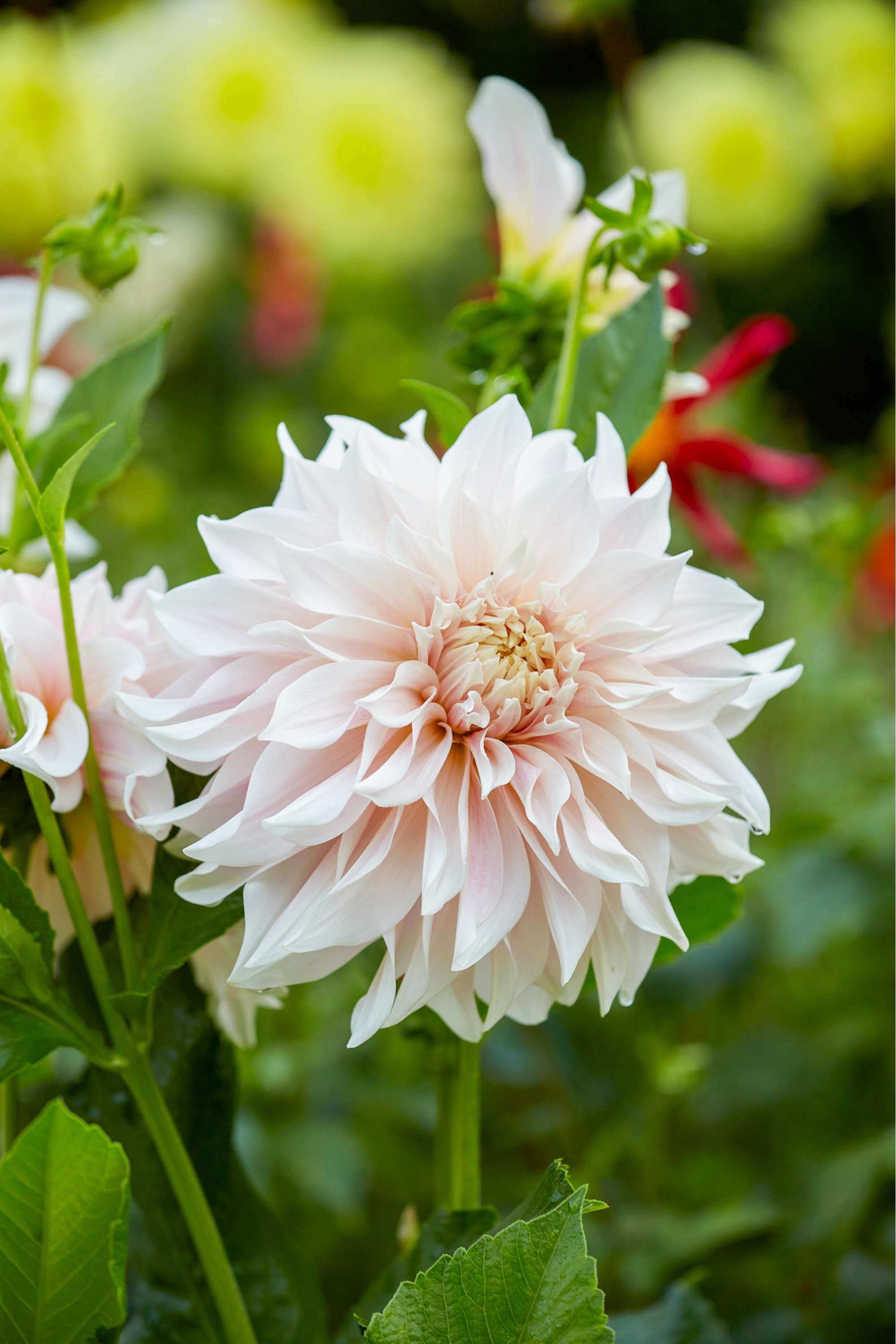 Dahlia 'Cafe au Lait'